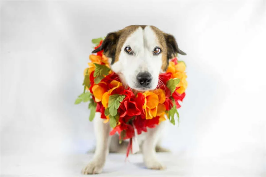 2025 Porsche 911 Carrera S: Performance Upgrades & Pricing Details